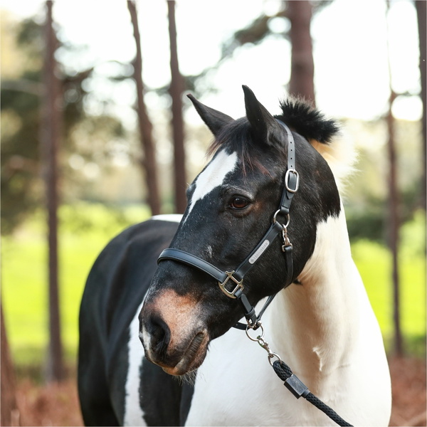 Equilibrium Nieuwe Stellar Hoofdhals EQB1673 - Black
